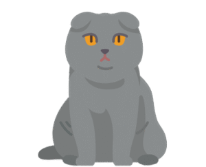 Scottish Fold Cat setting a place