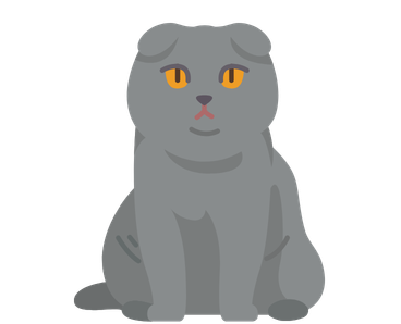 Scottish Fold Cat setting a place