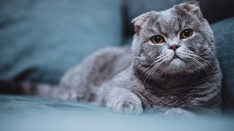 Scottish Fold cat sitting comfortably on a sofa indoors
