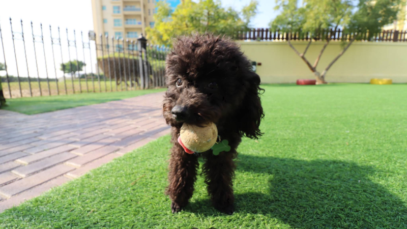 A black dog playing happily and running around in The Greens Dog Park