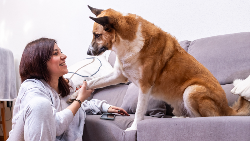 Dog sitter visiting a happy dog at home, greeting with a friendly handshake during pet care visit
