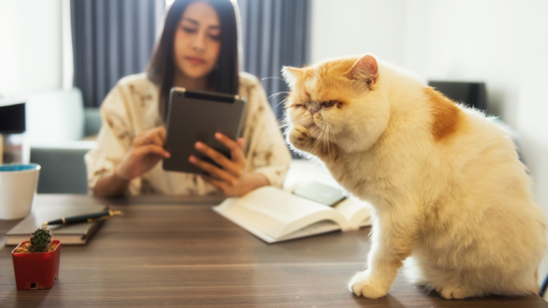 A girl is teaching her cat the “3-3-3 rules” to help it adjust, while the cat is sitting on the table.