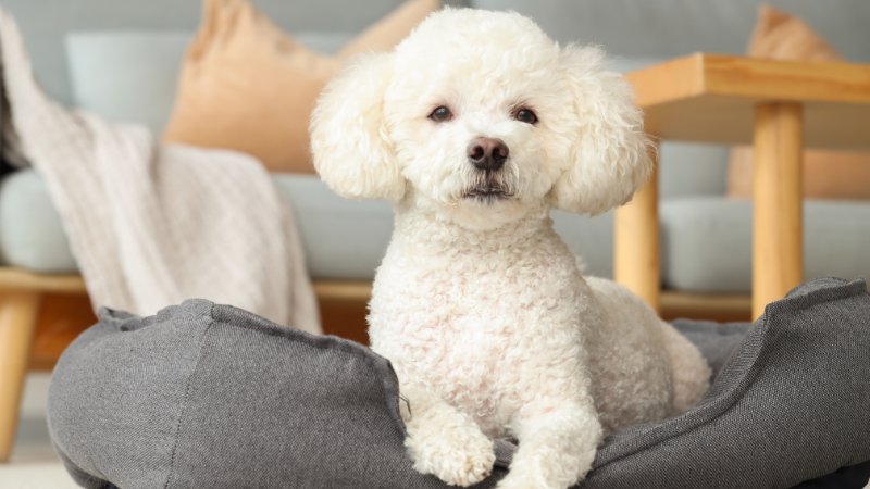 A white poodle dog is sitting on a sofa in a room and smiling.