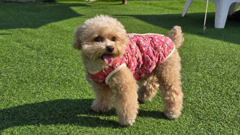 A gray-colored poodle dog is wearing a dress and walking on a green field.