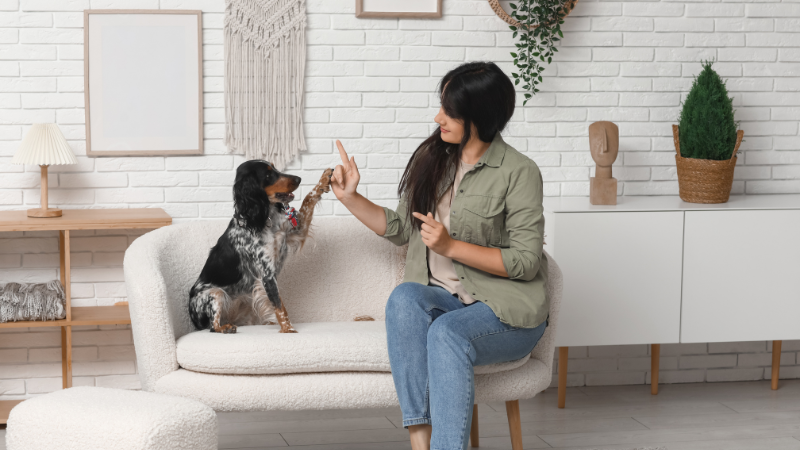 Professional dog sitter playing with a happy dog during a home drop-in visit.