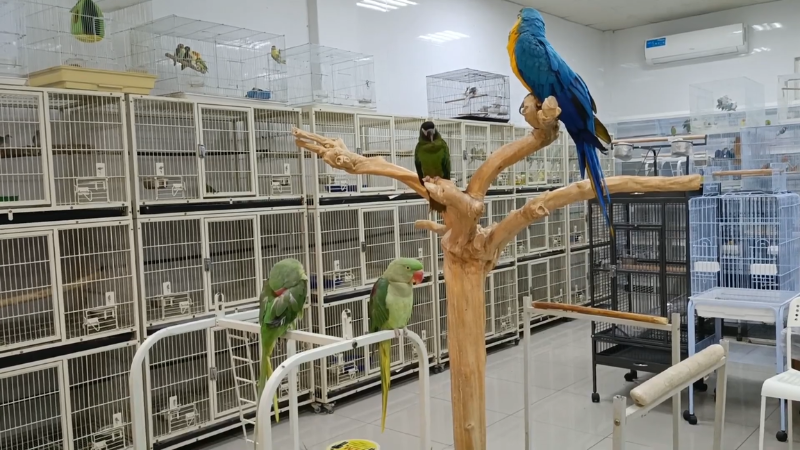 some birds in a brid cage at warsan pet market dubai