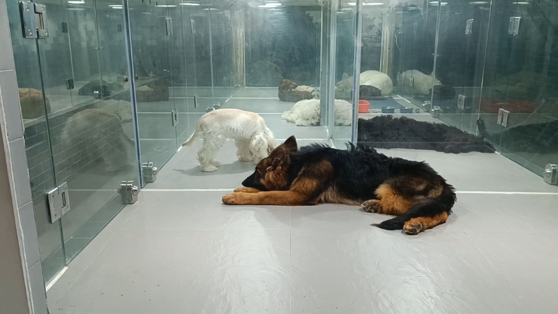Dogs resting inside a glass enclosure at Al Warsan Pet Market Dubai