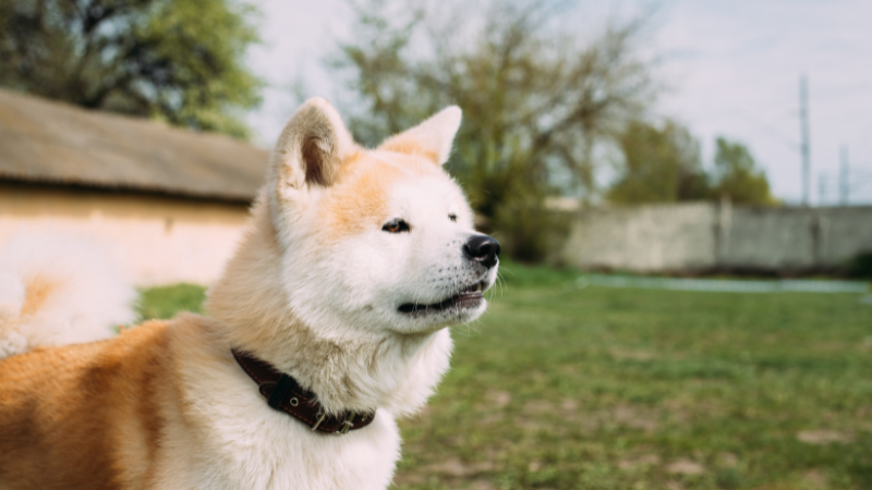 Akita dog standing inside a house, waiting for its owner.