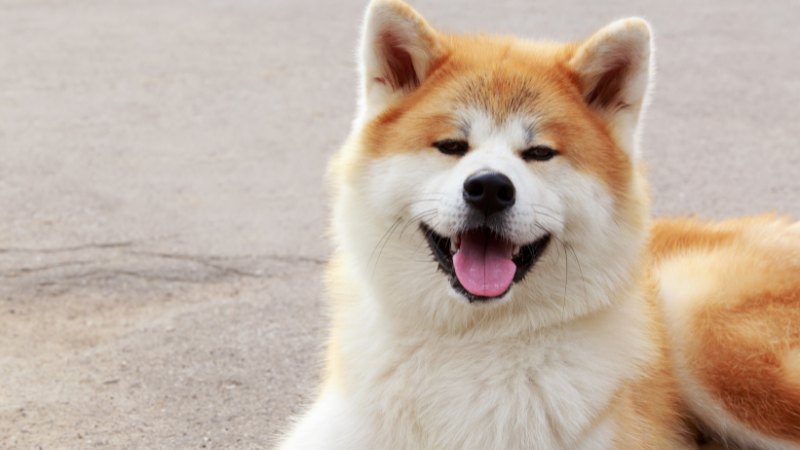 Akita dog sitting on the road with its tongue out.