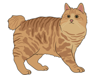 American Bobtail Cat
