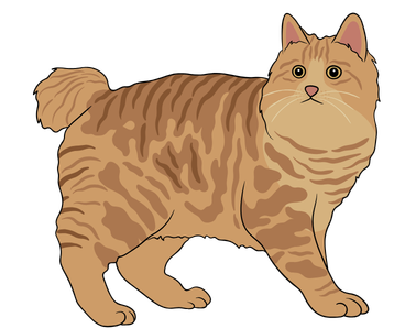 American Bobtail Cat