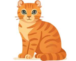 American Curl Cat
