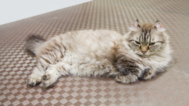 American Curl cat sitting on a bed indoors