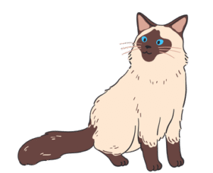 Balinese Cat