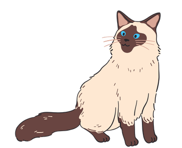 Balinese Cat