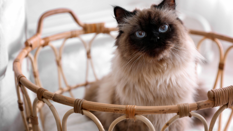Balinese cat sitting comfortably inside a basket indoors