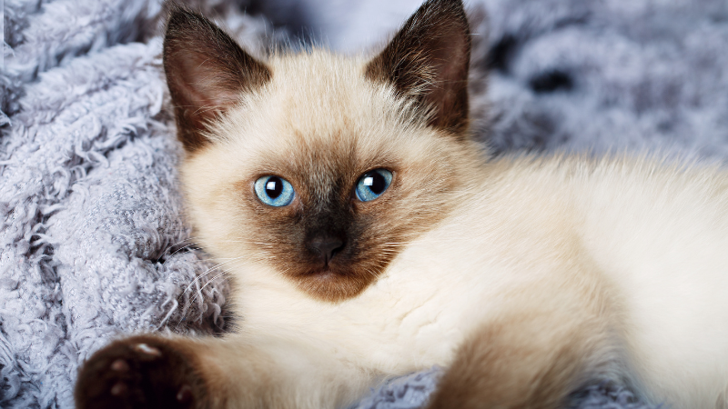 Balinese cat relaxing comfortably on a bed indoors