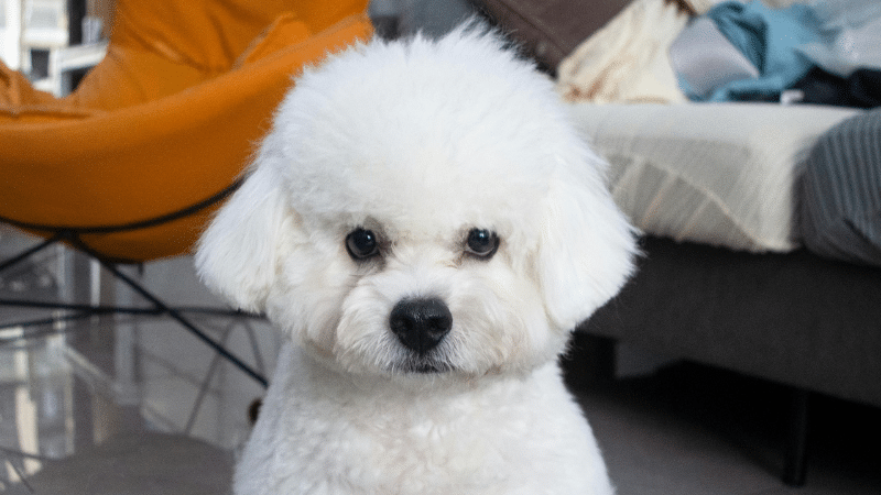 Angry-looking white Bichon Frisé sitting indoors and staring straight ahead in a room