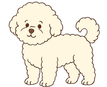 Bichon Frisé Dog