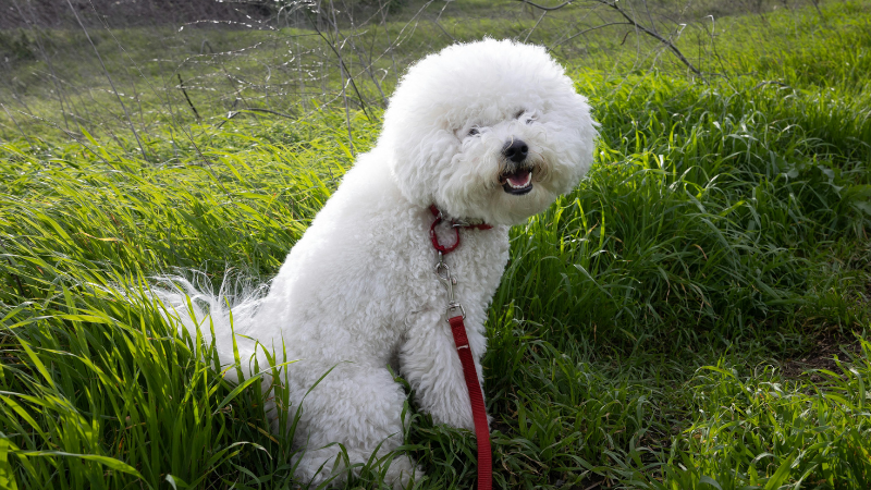 White Bichon Frisé dog standing in a green field outdoors