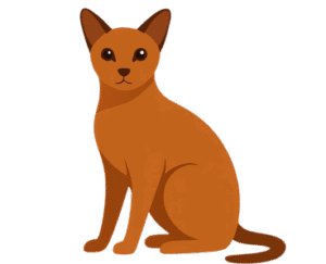 Burmese Cat