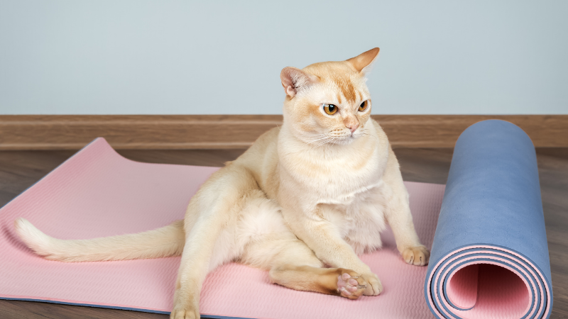 Burmese cat sitting indoors in a relaxed posture.