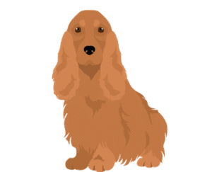 Cocker Spaniel Puppy