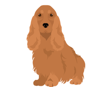Cocker Spaniel Puppy