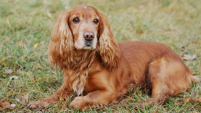 Cocker Spaniel puppies sitting together in a grassy field outdoors.