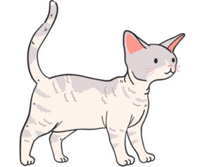 Devon Rex Cat
