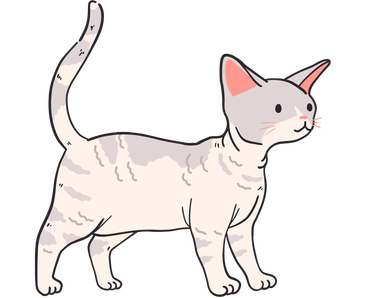 Devon Rex Cat