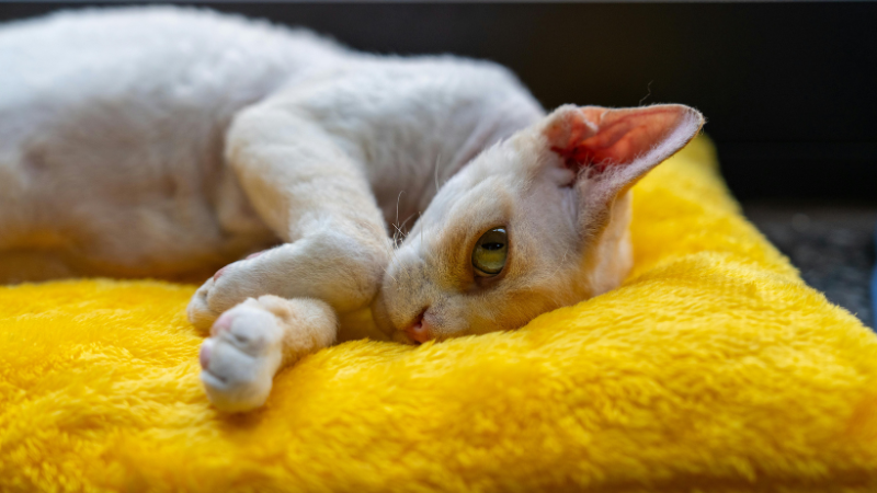 Devon Rex cat lying comfortably on a yellow bed indoors.