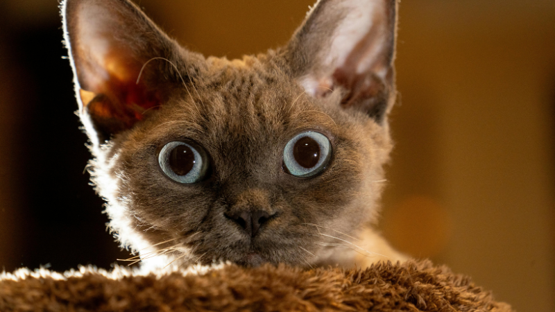 Devon Rex cat face close-up while sitting on a sofa indoors.