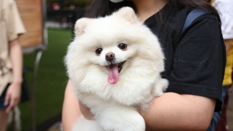 White fluffy dog sitting on its owner’s lap.