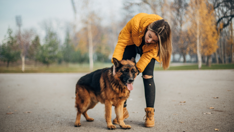 Tired German Shepherd dog being lovingly held by its owner on a roadside