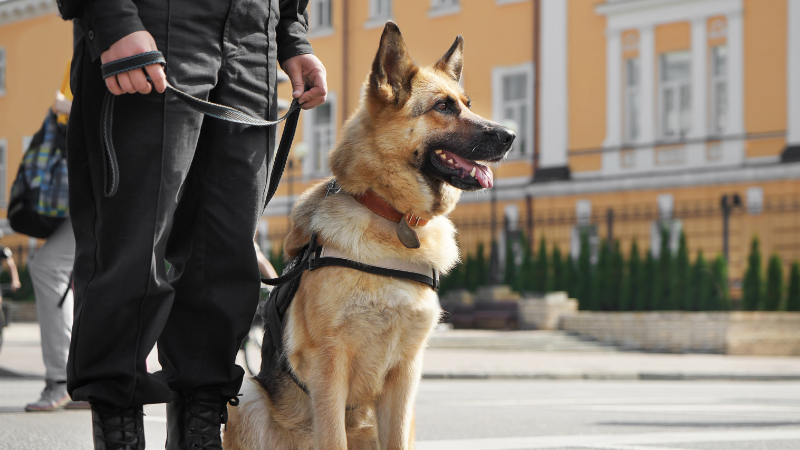 Police officer standing on the road with a German Shepherd dog during a mission
