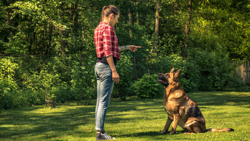A German Shepherd dog obeying commands from its female owner while standing in a field.