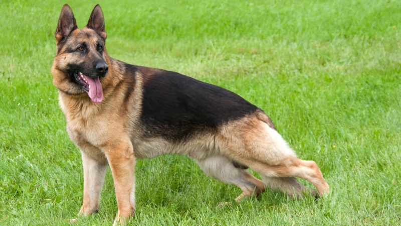German Shepherd standing in a lush green field outdoors