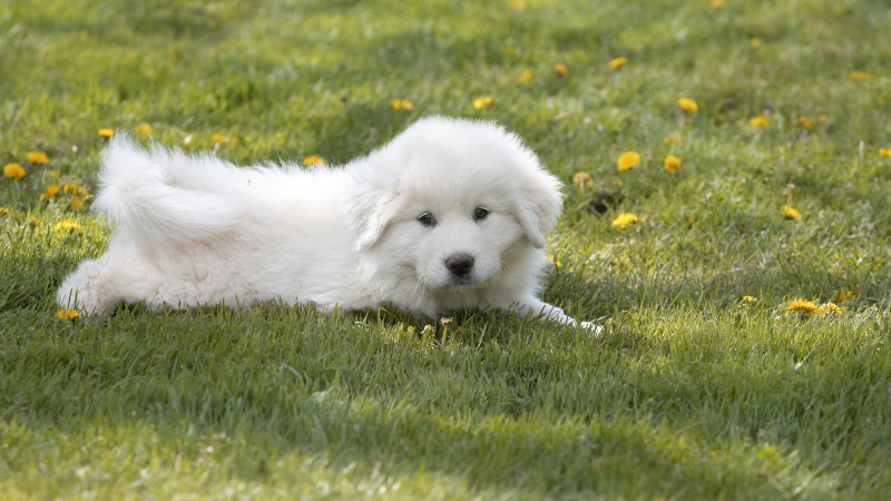 Great Pyrenees dog resting on the grass in an open field.