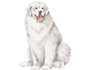 Great Pyrenees dog