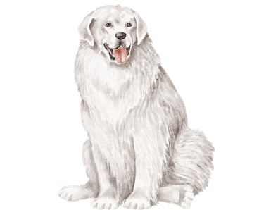 Great Pyrenees dog