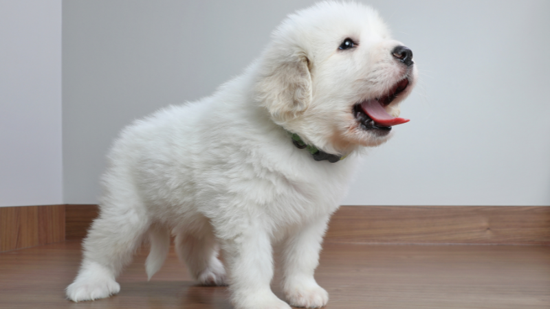 Great Pyrenees dog standing on the floor with its tongue out, panting and looking alert.