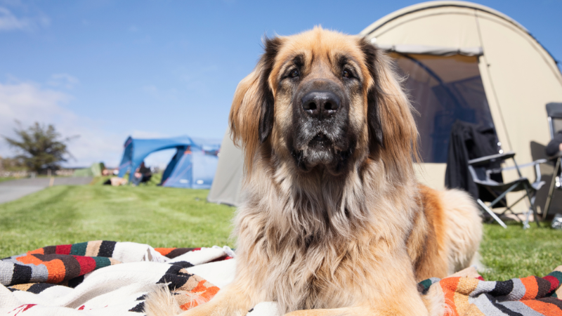 Leonberger dog sitting calmly in a jungle environment surrounded