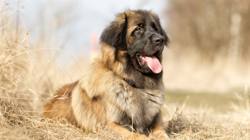 Leonberger dog sitting calmly in a jungle environment surrounded