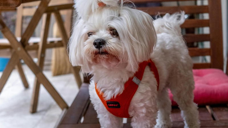 Malchi dog wearing stylish clothes while standing on a wooden bench outdoors