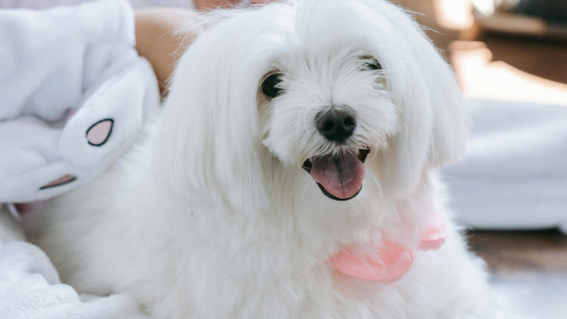 Maltese dog sitting calmly inside a cozy room indoors