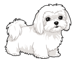 Maltese Dog