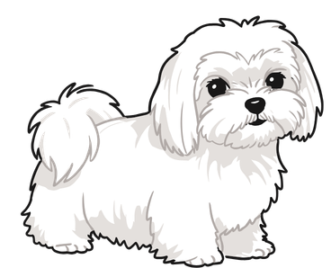 Maltese Dog