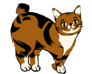 Manx Cat Standing on floor