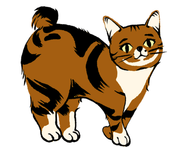 Manx Cat Standing on floor
